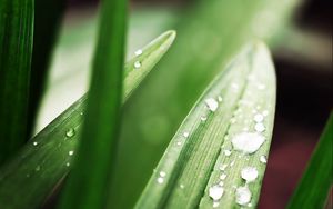 Preview wallpaper plant, grass, drops, form, greens