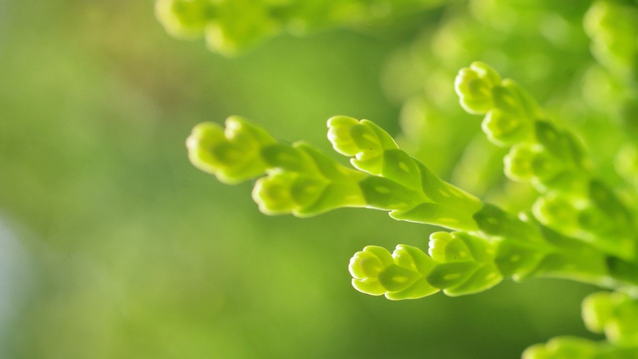 Wallpaper plant, grass, green, background, close-up