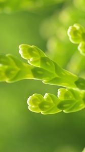 Preview wallpaper plant, grass, green, background, close-up