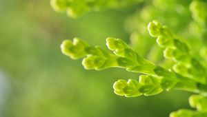 Preview wallpaper plant, grass, green, background, close-up