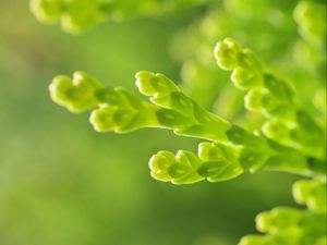 Preview wallpaper plant, grass, green, background, close-up