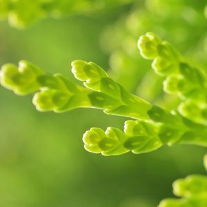 Preview wallpaper plant, grass, green, background, close-up