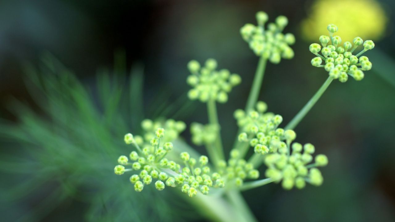 Wallpaper plant, grass, light, shape, stem