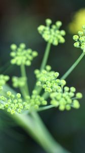 Preview wallpaper plant, grass, light, shape, stem