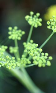 Preview wallpaper plant, grass, light, shape, stem