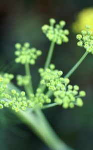 Preview wallpaper plant, grass, light, shape, stem