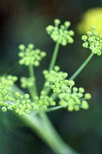 Preview wallpaper plant, grass, light, shape, stem