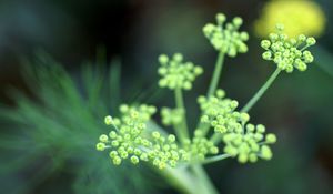 Preview wallpaper plant, grass, light, shape, stem