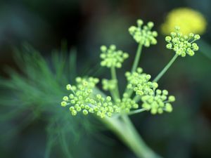 Preview wallpaper plant, grass, light, shape, stem