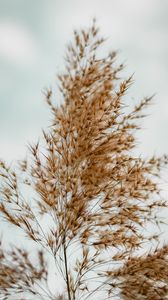 Preview wallpaper plant, grass, macro, fluffy, brown