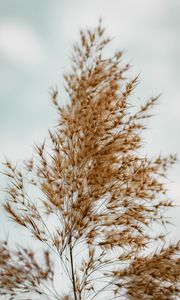 Preview wallpaper plant, grass, macro, fluffy, brown