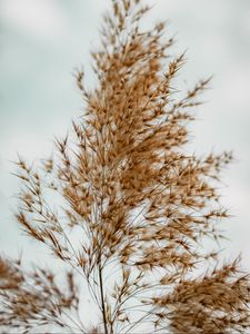 Preview wallpaper plant, grass, macro, fluffy, brown