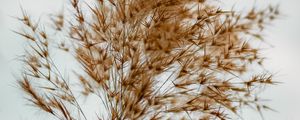 Preview wallpaper plant, grass, macro, fluffy, brown