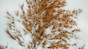 Preview wallpaper plant, grass, macro, fluffy, brown