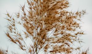 Preview wallpaper plant, grass, macro, fluffy, brown