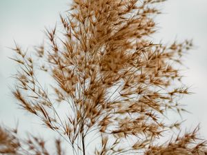 Preview wallpaper plant, grass, macro, fluffy, brown