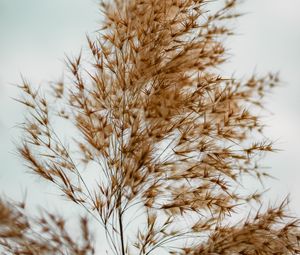 Preview wallpaper plant, grass, macro, fluffy, brown