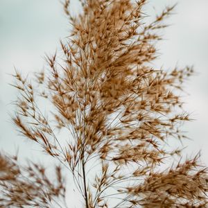 Preview wallpaper plant, grass, macro, fluffy, brown