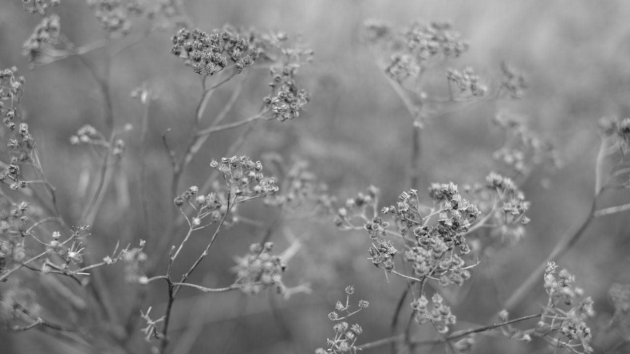 Wallpaper plant, grass, macro, black and white