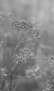 Preview wallpaper plant, grass, macro, black and white