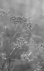 Preview wallpaper plant, grass, macro, black and white