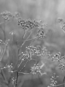 Preview wallpaper plant, grass, macro, black and white