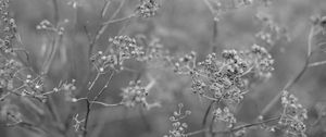 Preview wallpaper plant, grass, macro, black and white