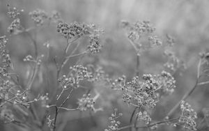 Preview wallpaper plant, grass, macro, black and white