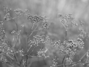 Preview wallpaper plant, grass, macro, black and white