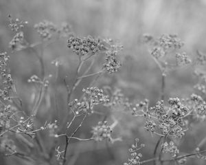 Preview wallpaper plant, grass, macro, black and white