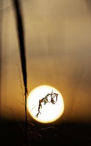 Preview wallpaper plant, grass, sun, sunset, blur, macro