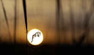 Preview wallpaper plant, grass, sun, sunset, blur, macro