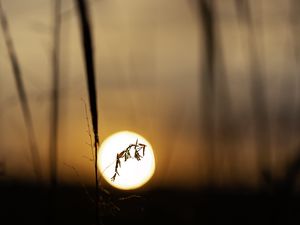 Preview wallpaper plant, grass, sun, sunset, blur, macro