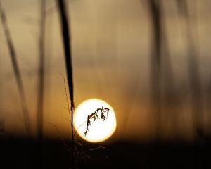 Preview wallpaper plant, grass, sun, sunset, blur, macro