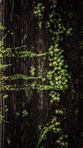 Preview wallpaper plant, grass, tree, surface, green
