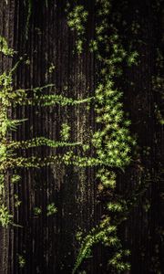 Preview wallpaper plant, grass, tree, surface, green