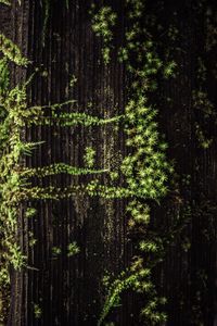 Preview wallpaper plant, grass, tree, surface, green