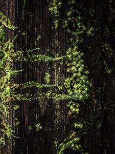 Preview wallpaper plant, grass, tree, surface, green