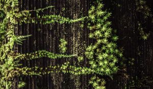 Preview wallpaper plant, grass, tree, surface, green