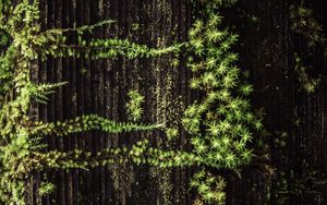 Preview wallpaper plant, grass, tree, surface, green