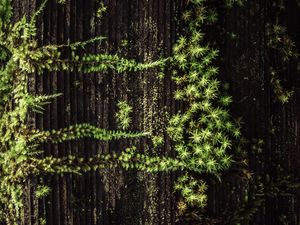 Preview wallpaper plant, grass, tree, surface, green