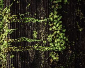 Preview wallpaper plant, grass, tree, surface, green