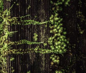 Preview wallpaper plant, grass, tree, surface, green