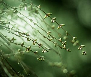 Preview wallpaper plant, green, background