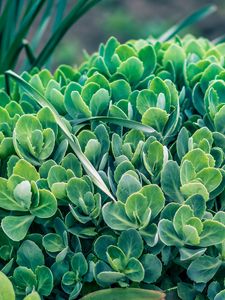 Preview wallpaper plant, green, leaves, flowerbed