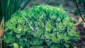 Preview wallpaper plant, green, leaves, flowerbed