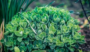 Preview wallpaper plant, green, leaves, flowerbed