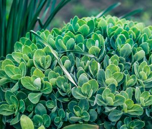 Preview wallpaper plant, green, leaves, flowerbed