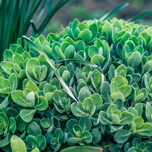 Preview wallpaper plant, green, leaves, flowerbed