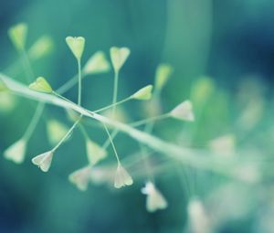 Preview wallpaper plant, green, light